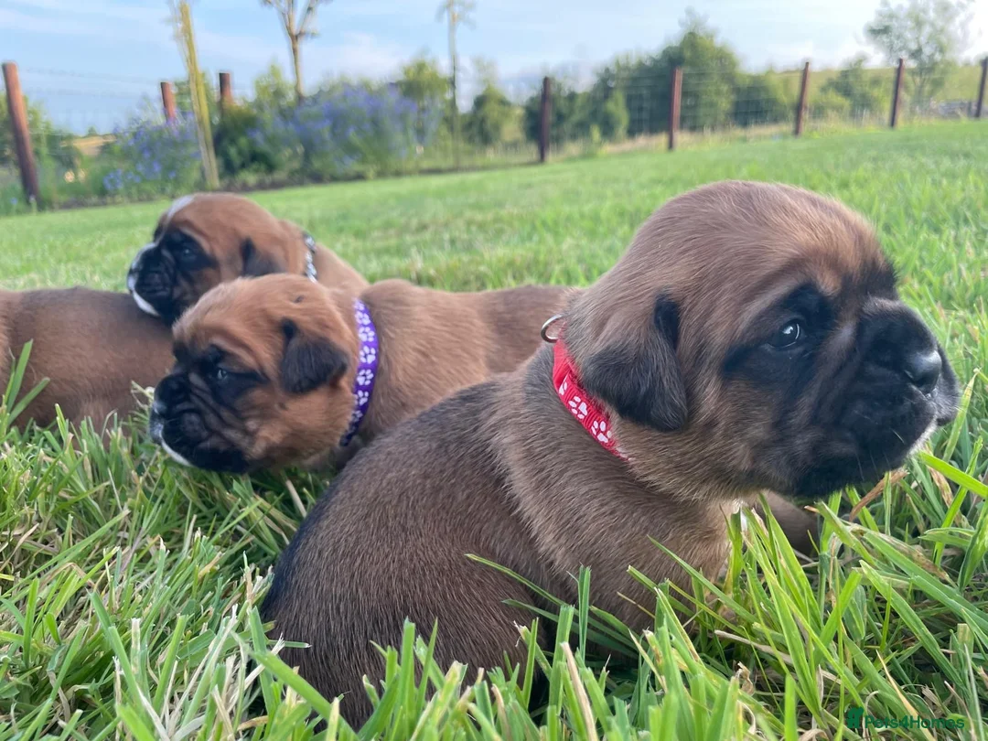 Boxer dogs for sale: 5 KC REG Boxer pups in Aughnacloy - Advert 3