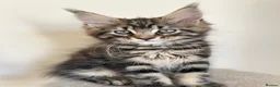 Maine Coon cats for sale: Maine coin kittens available for reservation  in Brighouse - Advert 26