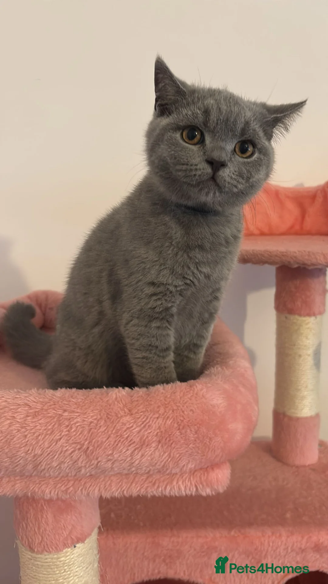 British Shorthair cats for sale: 🧸2 Remaining Chunky British Shorthair Kittens🧸 - Advert 19