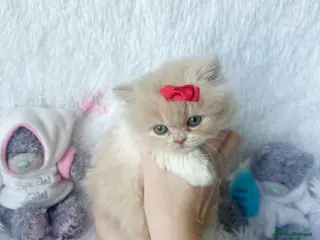 British Shorthair cats ⭐️⭐️British Shorthair & Long Haired Kittens⭐️⭐️ - Advert 2