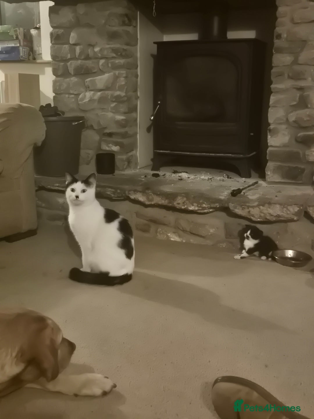 Mixed Breed cats for sale: 1 female kitten, very playful - Advert 3