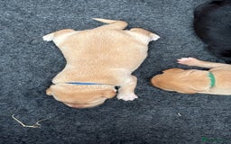 Labrador Retriever dogs for sale: Pedigree Working Lab Puppies. Ready 8th November - Image 7