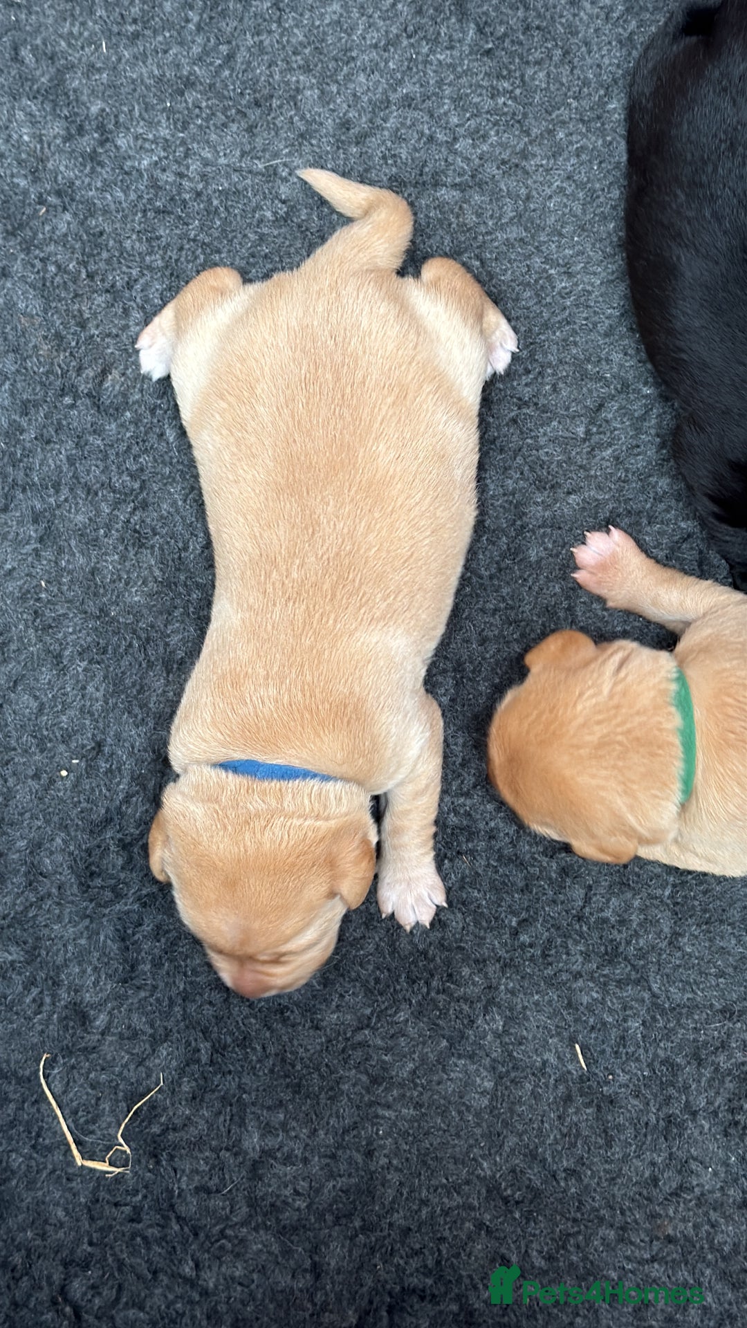 Labrador Retriever dogs for sale: Pedigree Working Lab Puppies. Ready 8th November - Image 7