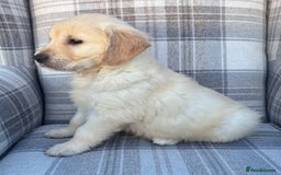 Golden Retriever dogs for sale: QUALITY GOLDEN RETREIVER PUPPIES - Image 5