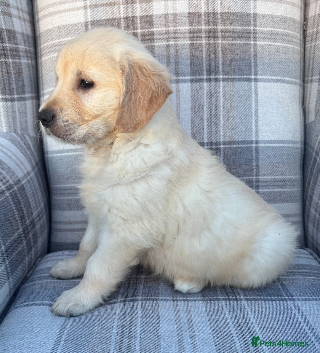 Golden Retriever dogs for sale: QUALITY GOLDEN RETREIVER PUPPIES - Image 5