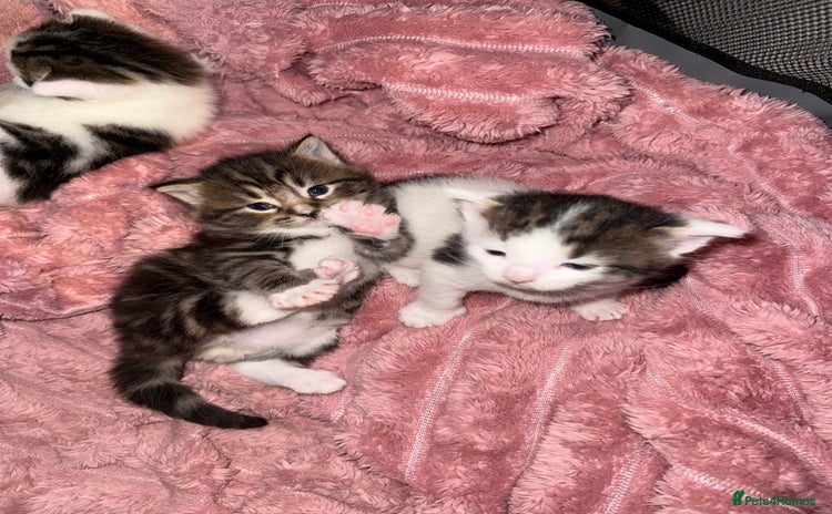 Mixed Breed cats - Advert 1