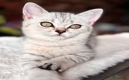 British Shorthair cats for sale: ✨LAST KITTEN LEFT✨OPEN TO OFFERS FOR RIGHT HOME✨ - Image 23