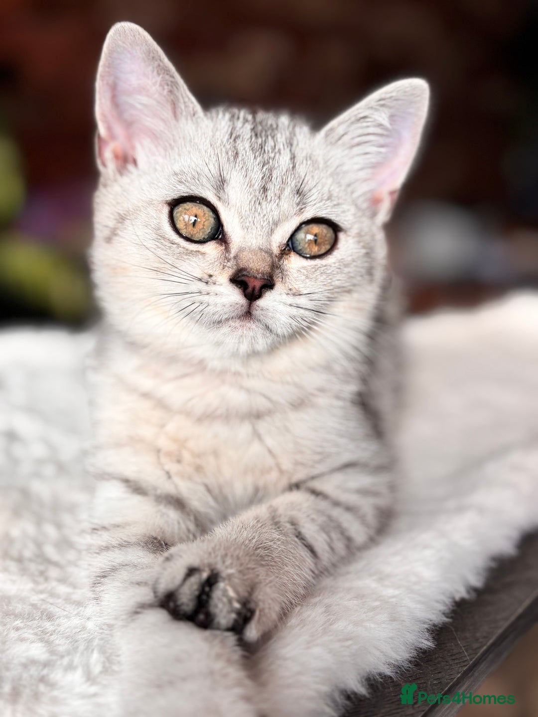 British Shorthair cats for sale: ✨LAST KITTEN LEFT✨OPEN TO OFFERS FOR RIGHT HOME✨ - Image 23