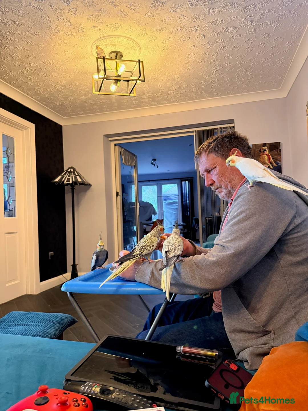 Cockatiels birds for sale: 4 cockatiels in Chesterfield - Advert 7