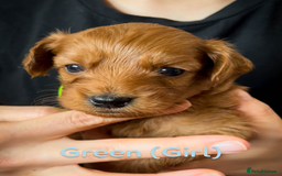 Cavapoo dogs for sale: 🌟Adorable All Red F1bb Cavapoo puppies🌟 - Image 4