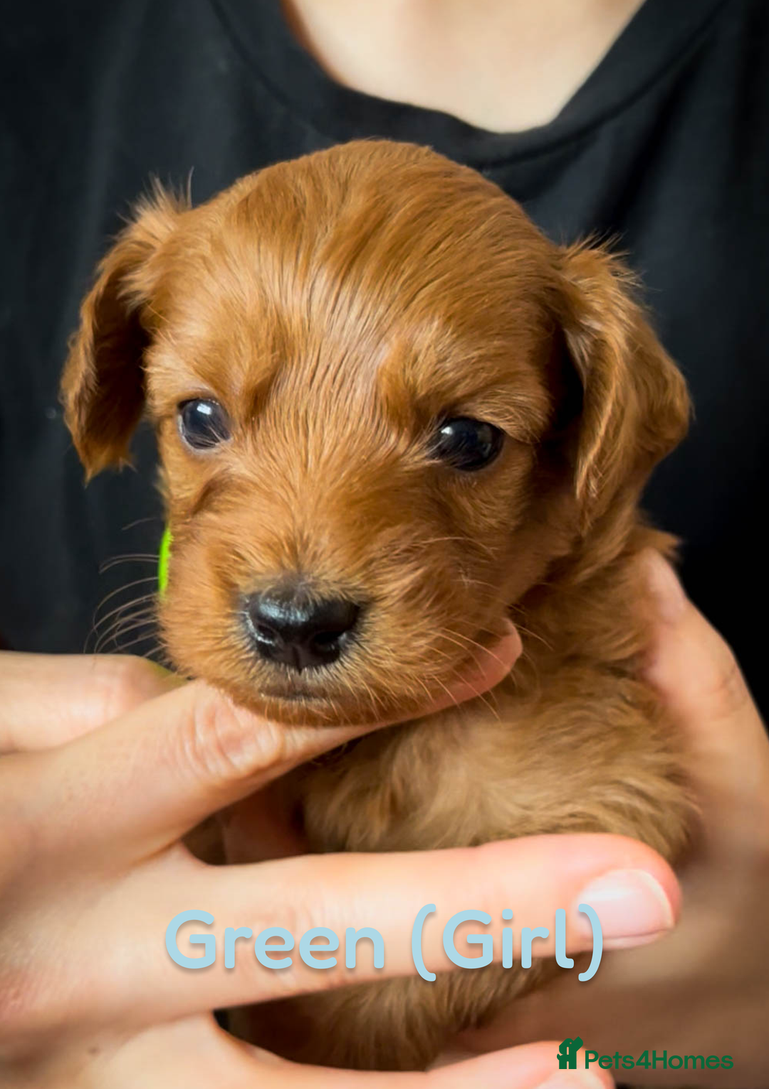 Cavapoo dogs for sale: 🌟Adorable All Red F1bb Cavapoo puppies🌟 - Image 4