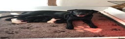 Labrador Retriever dogs for sale: Stunning kc reg Labrador puppies  - Advert 4