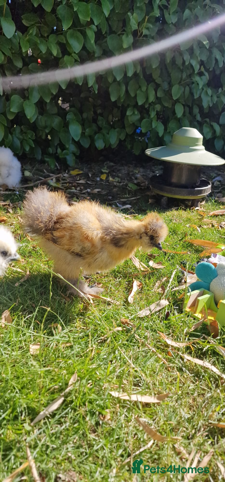 Chickens poultry Silkie Chicks for Sale  - Advert 10