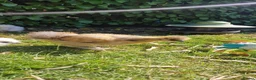 Chickens poultry for sale: Silkie Chicks for Sale  - Advert 1