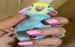 Budgerigars birds for sale: Rainbow budgie hand reared  - Image 12