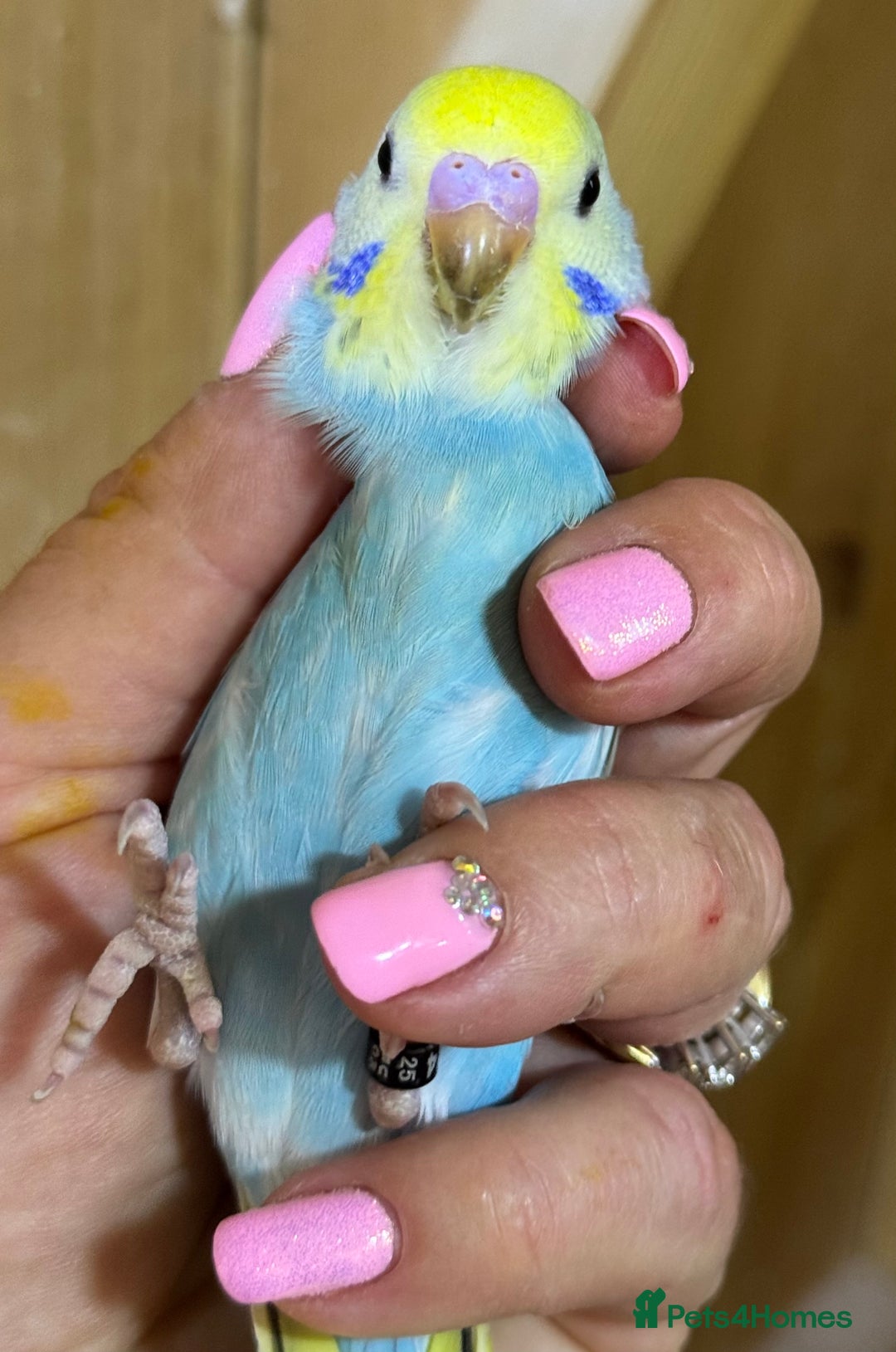 Budgerigars birds for sale: Rainbow budgie hand reared  - Image 12