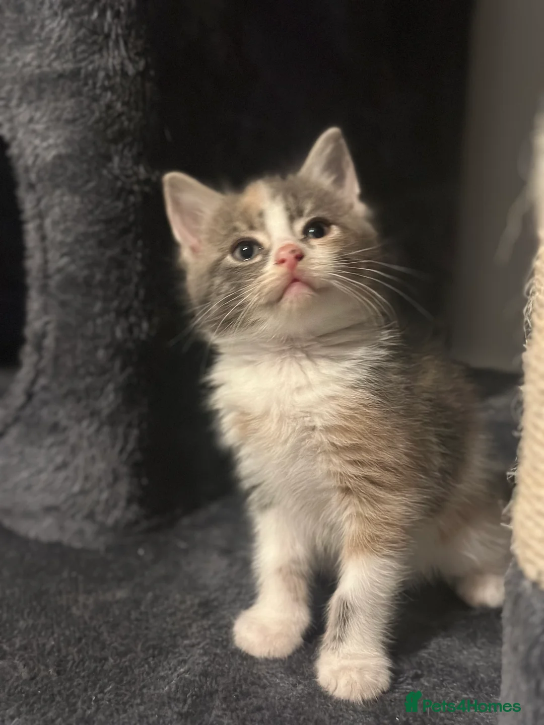 Mixed Breed cats for sale: 5 beautiful kittens - Advert 2