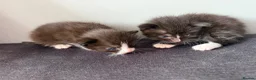 Ragdoll cats for sale: Mix kittens (ragdoll mom) - Advert 4