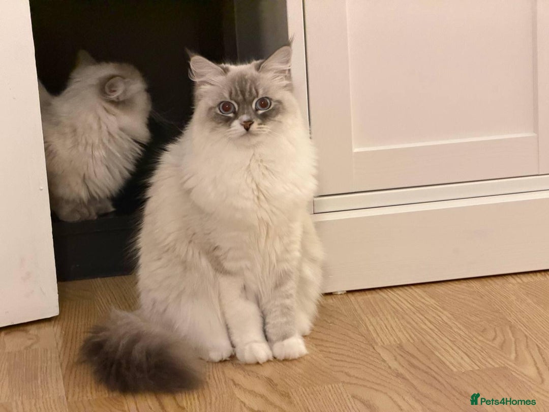 Siberian cats for sale: Rare Siberian Cats Available😻💯 - Advert 6