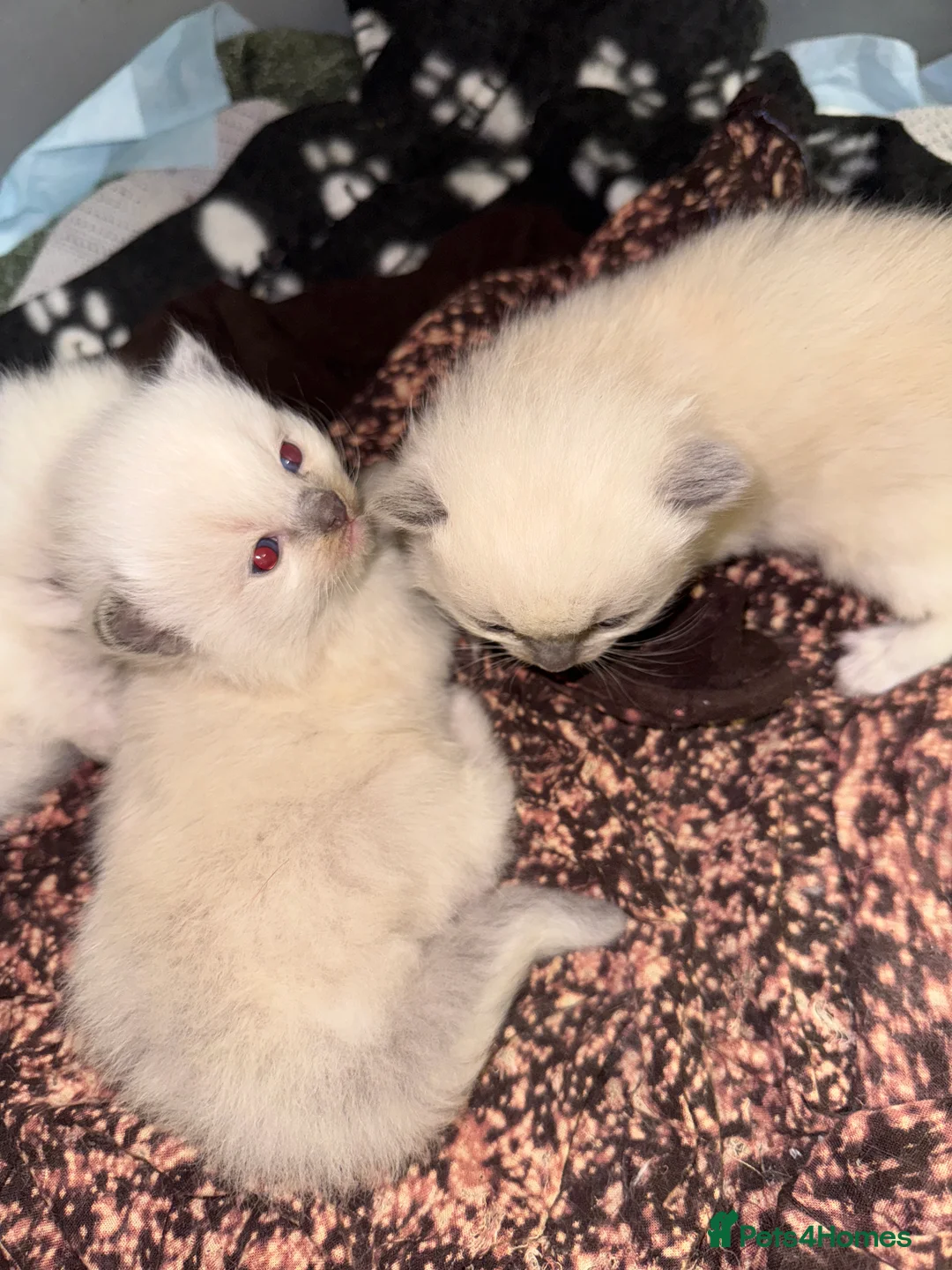 Ragdoll cats for sale: Bluepoint ragdoll- all reserved  - Advert 8