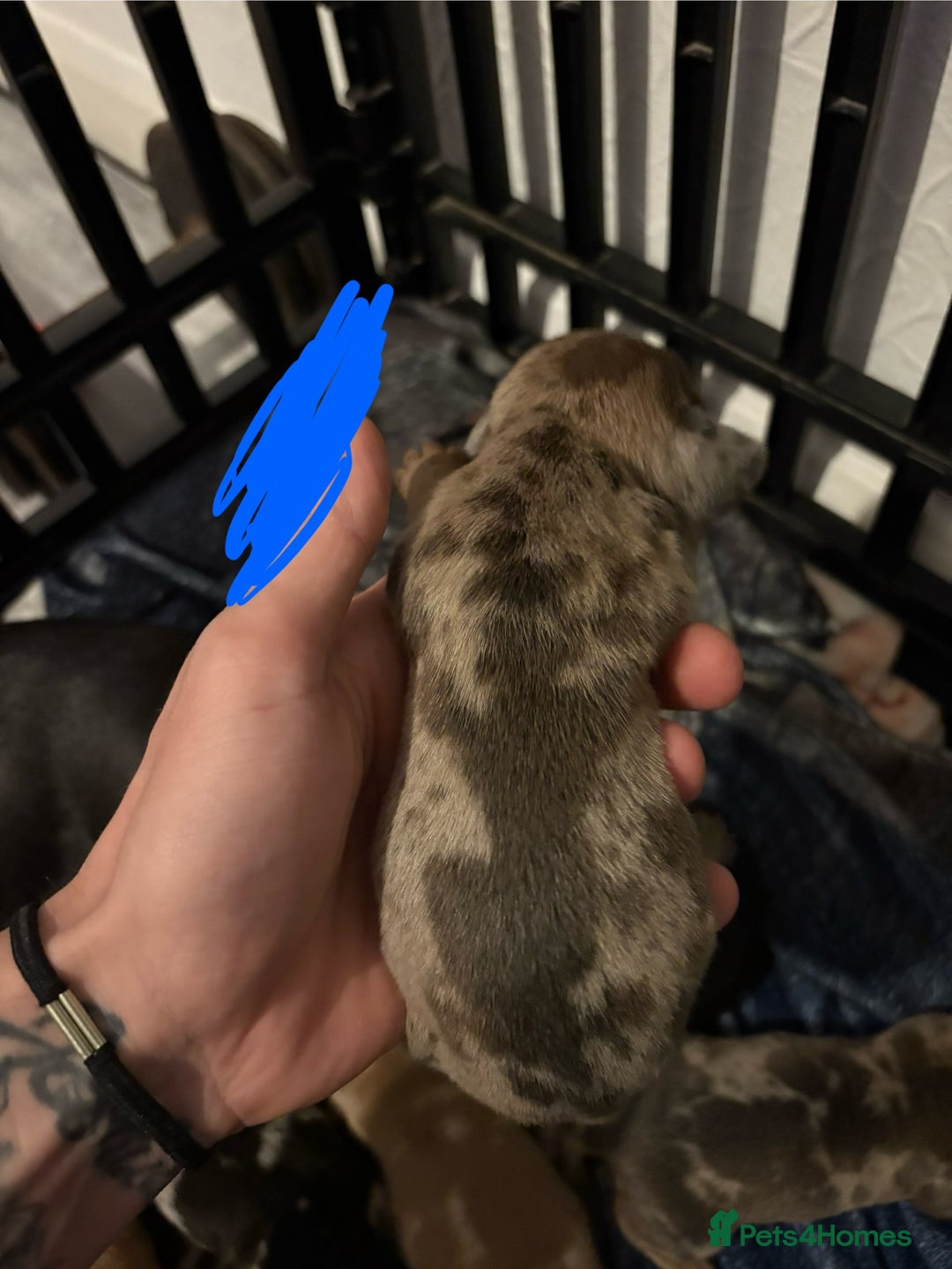 Miniature Dachshund dogs for sale: Mixed litter of beautiful miniature dachshunds  - Image 11