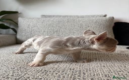 French Bulldog dogs for sale: New shade French bulldog male pending pink😍 - Image 3