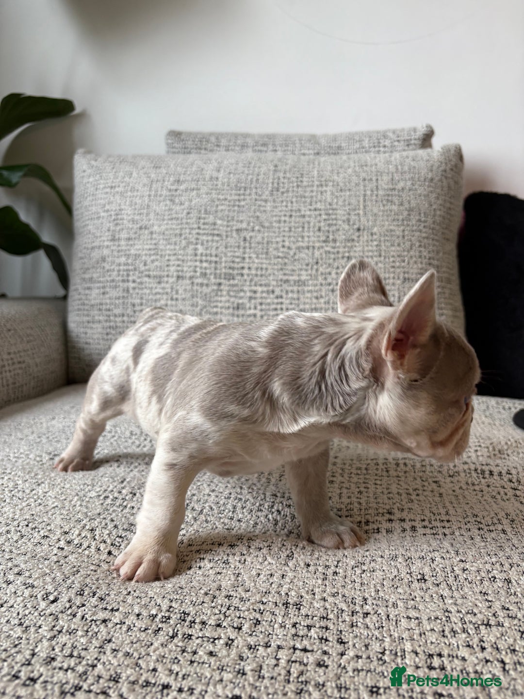 French Bulldog dogs for sale: New shade French bulldog male pending pink😍 - Image 3