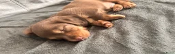 Miniature Dachshund dogs for sale: Stunning long hair Gold brown boy 🩵 in Corby - Advert 3