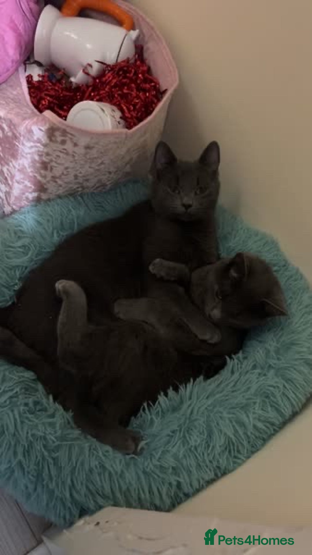 Mixed Breed cats for sale: 17 month old brothers for rehoming.  - Advert 1