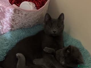 Mixed Breed cats 17 month old brothers for rehoming. - Advert 9