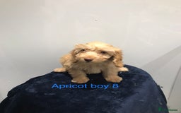 Cockapoo dogs for sale: F1 Cockapoo - Image 15