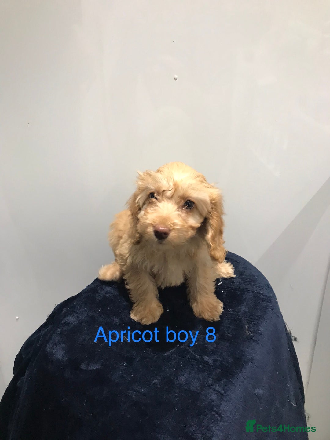 Cockapoo dogs for sale: F1 Cockapoo - Image 15