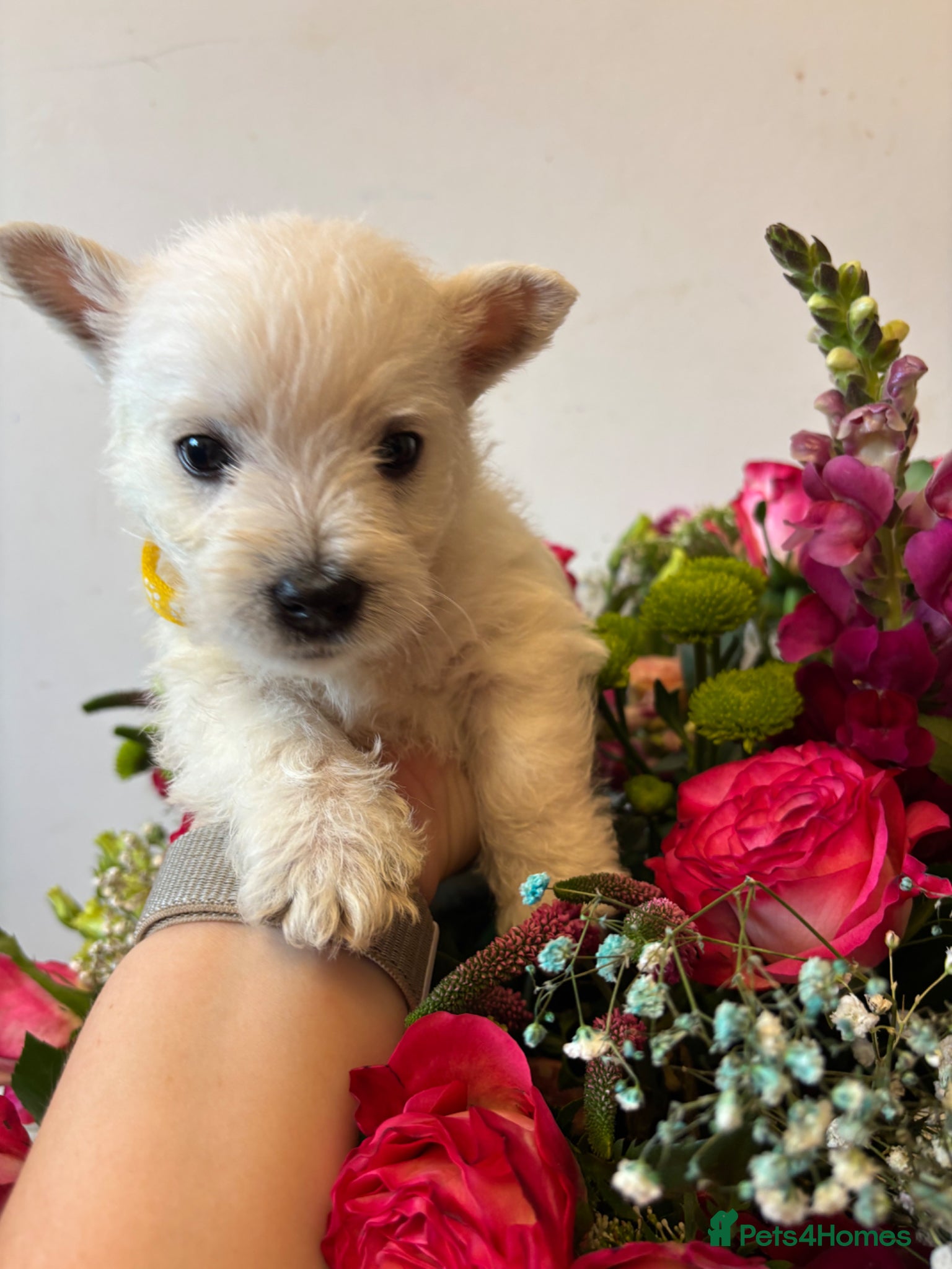 West Highland Terrier dogs TWO BOYS AVAILABLE!!KC gorgeous Westies puppies - Advert 7