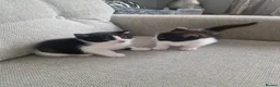 Mixed Breed cats for sale: 5 Kittens  in Manchester - Advert 12