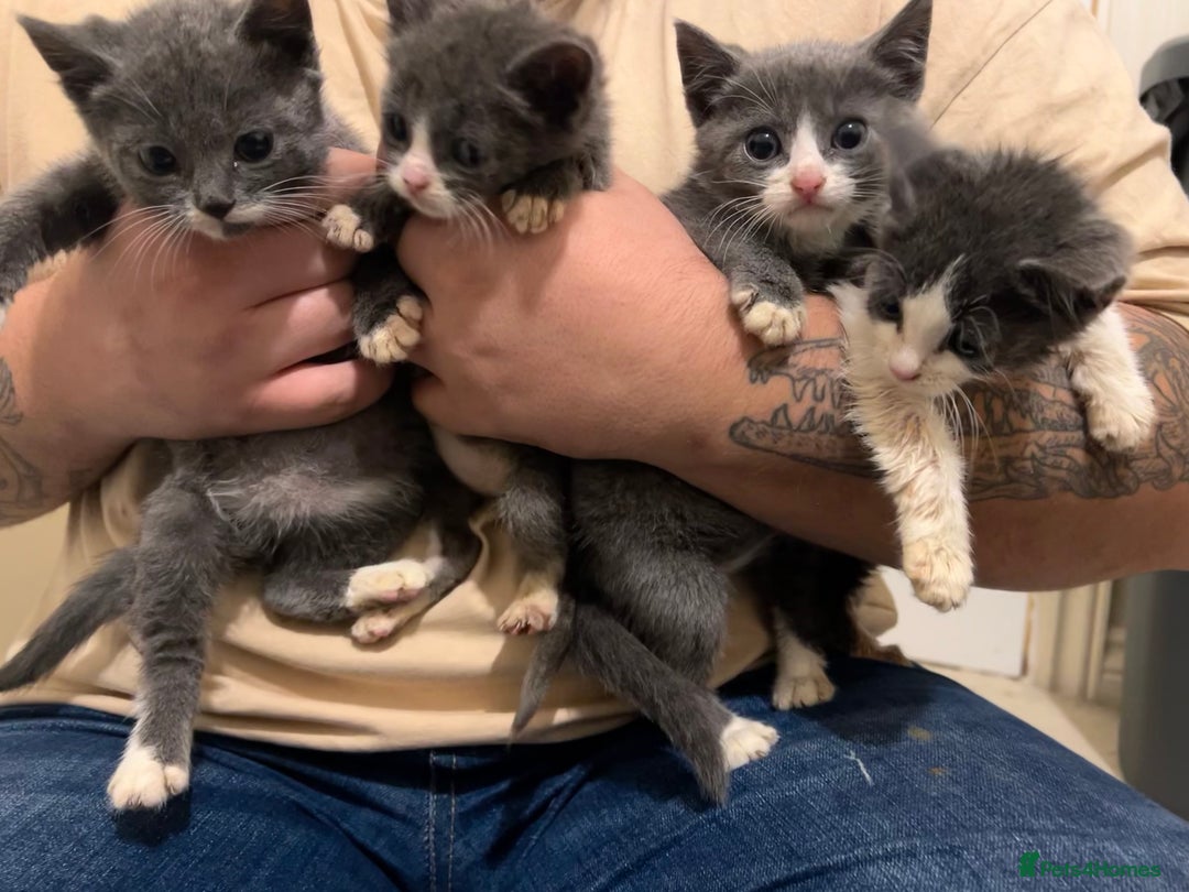 British Shorthair cats for sale: Stunning blue kittens  - Image 1