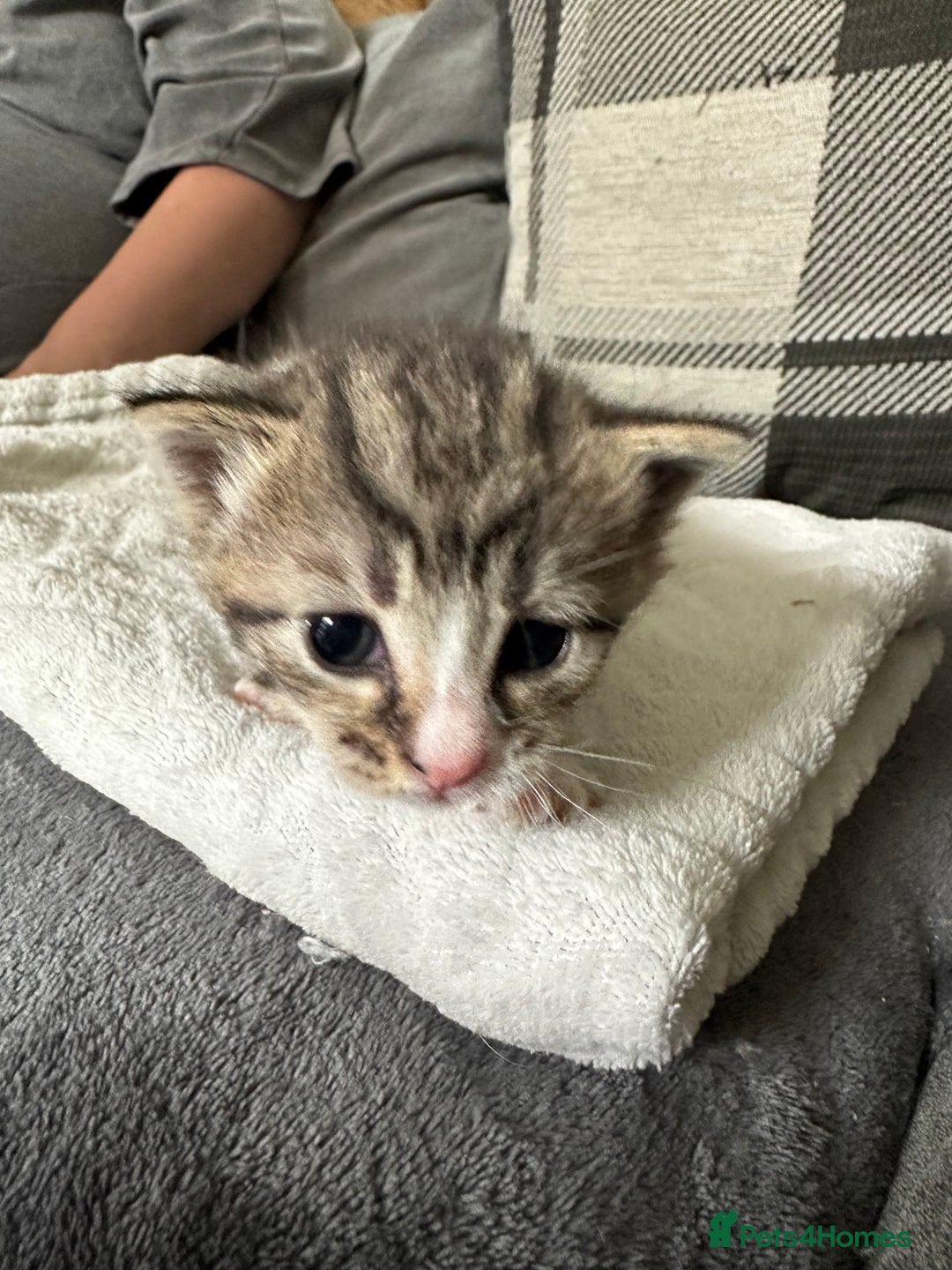 Mixed Breed cats for sale: Beautiful kittens  - Image 22