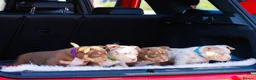 American Bully dogs for sale: ✨ Stunning ABKC Pocket Bully Puppies ✨ - Advert 7