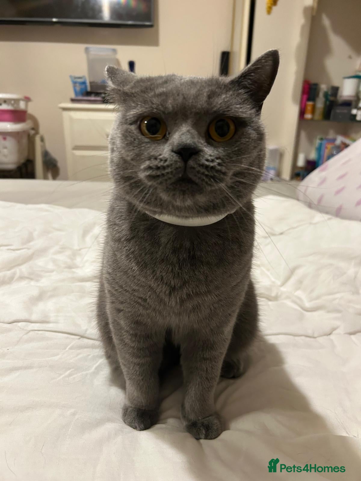 British Shorthair cats Beautiful British blue girl - Advert 1