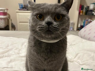 British Shorthair cats Beautiful British blue girl - Advert 1