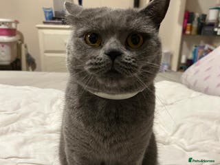 British Shorthair cats Beautiful British blue girl - Advert 16