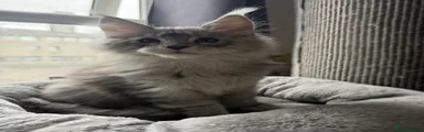 Caspian 