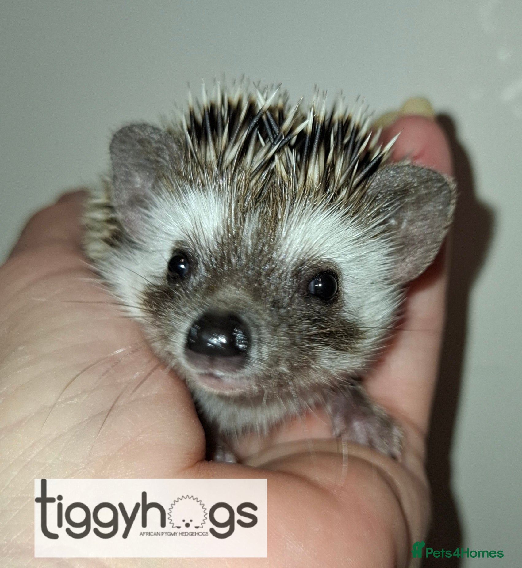 Pygmy Hedgehog rodents New pics added 23/4 male and females available  - Advert 1