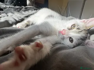 Mixed Breed cats 🐾 White Kitten for Sale – Blanco 🐾 - Advert 1
