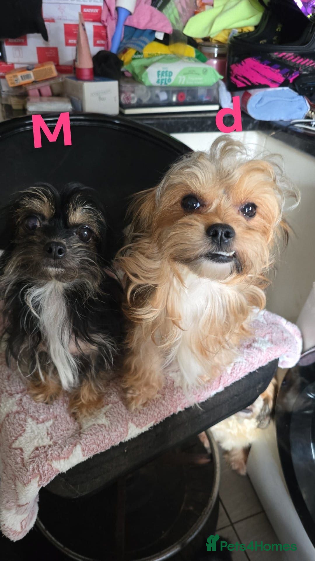 Mixed Breed dogs Chihuahua x Yorkshire terrier x shih tzu  - Advert 1