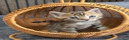 Bengal cats for sale: TICA Champion 2 boys available for reservation! - Advert 16