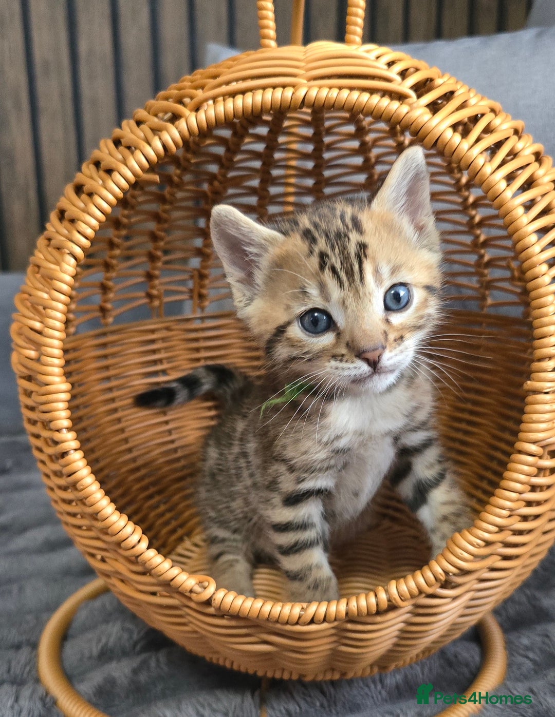 Bengal cats for sale: TICA Champion 2 boys available for reservation! - Advert 16