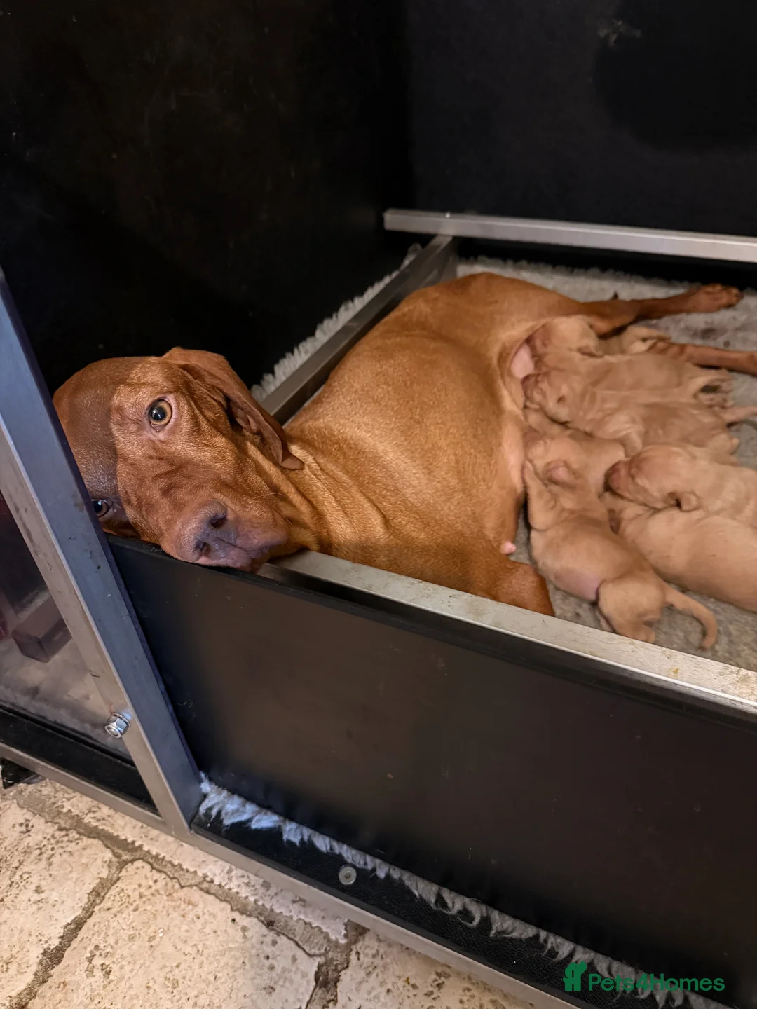 Hungarian Vizsla dogs for sale: KC Reg Hungarian Vizsla Pups Health Tested Parents - Advert 4