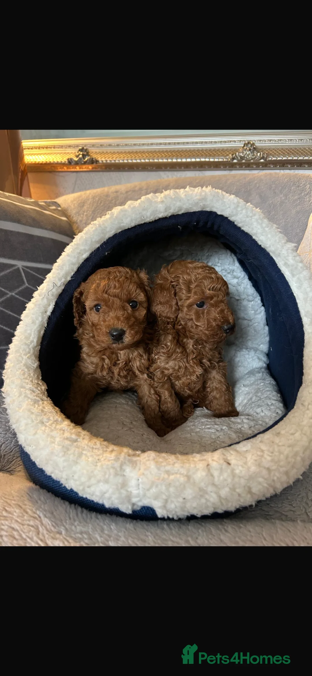 Toy Poodle dogs for sale: KC Registered Toy Poodle – 1 girl available - Advert 1