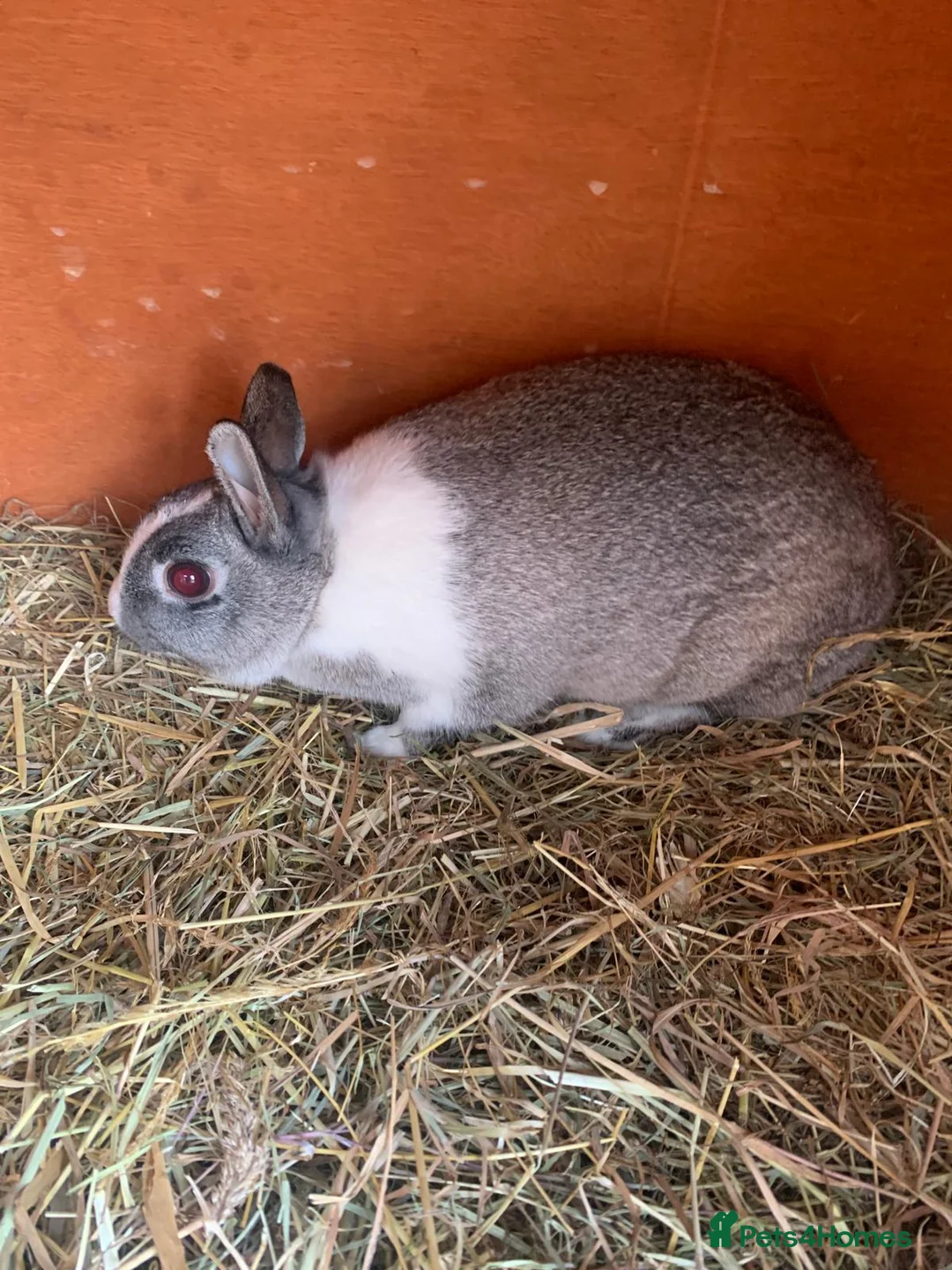 Netherland Dwarf rabbits for sale: Beautiful female neverland dwarf - Advert 3