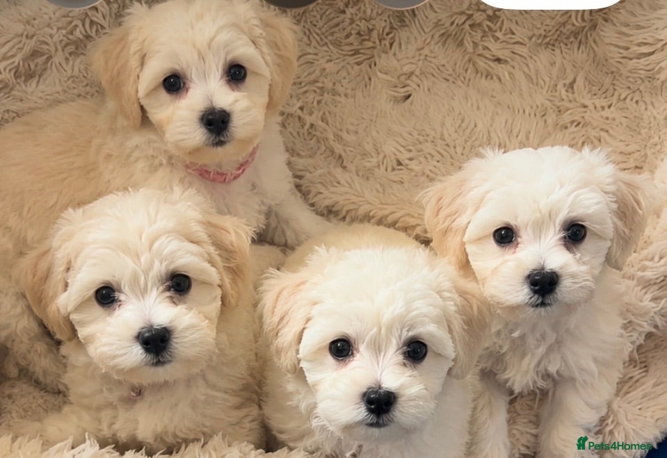 Mixed Breed dogs 🧸Coton de tular x Maltese girls ready to leave  - Advert 18